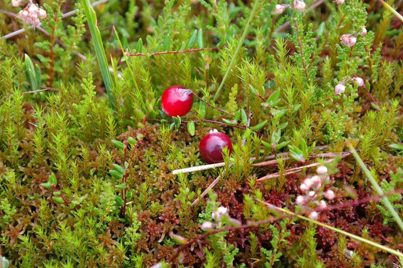 Cranberries